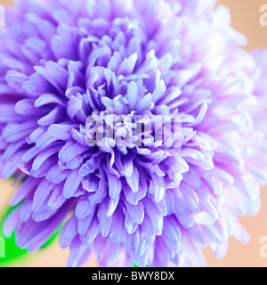 wunderschöne soft-Fokus lila blau Aster in voller Blüte Jane Ann Butler Fotografie JABP867 Stockfoto
