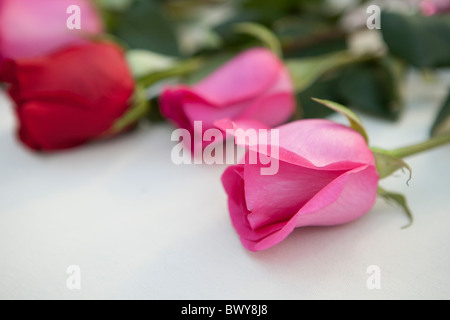 Nahaufnahmen von Blumen Stockfoto