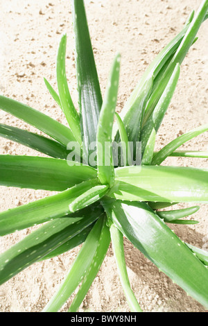 Aloe-Vera-Pflanze Stockfoto