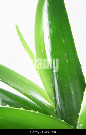 Aloe-Vera-Pflanze Stockfoto