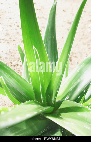 Aloe-Vera-Pflanze Stockfoto