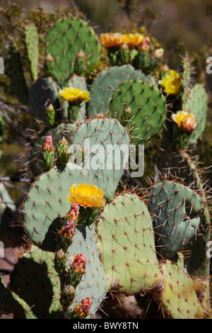 Blühende Insel Prickly Pear Cactus, Arizona, USA Stockfoto