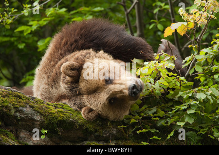 Braunbär ruht auf Felsen, Nationalpark Bayerischer Wald, Bayern, Deutschland Stockfoto