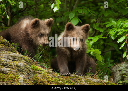 Brown Bear Cubs, Nationalpark Bayerischer Wald, Bayern, Deutschland Stockfoto