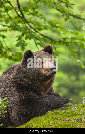 Männliche Braunbären ruht auf Felsen, Nationalpark Bayerischer Wald, Bayern, Deutschland Stockfoto