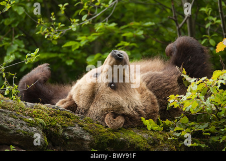 Weibliche Braunbär liegend auf Felsen, Nationalpark Bayerischer Wald, Bayern, Deutschland Stockfoto