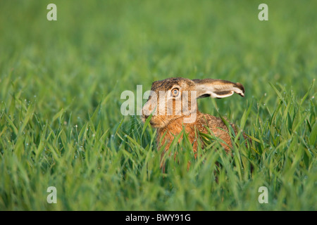 Europäische braune Hare, Deutschland Stockfoto