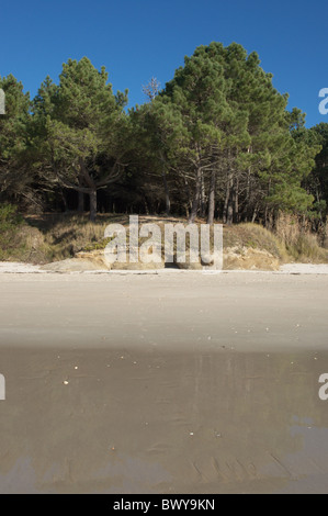 Strandkiefern in Sanddünen. Galicien, Spanien. Stockfoto