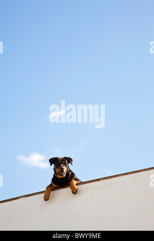 Hund mit Blick auf Wand Stockfoto