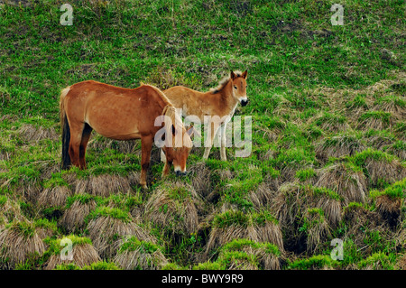 Stute, die Beweidung mit ihrem Kalb, Hulun Buir Grünland, Manzhouli, Hulunbuir, Innere Mongolei autonome Region, China Stockfoto