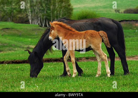 Stute, die Beweidung mit ihrem Kalb, Hulun Buir Grünland, Manzhouli, Hulunbuir, Innere Mongolei autonome Region, China Stockfoto