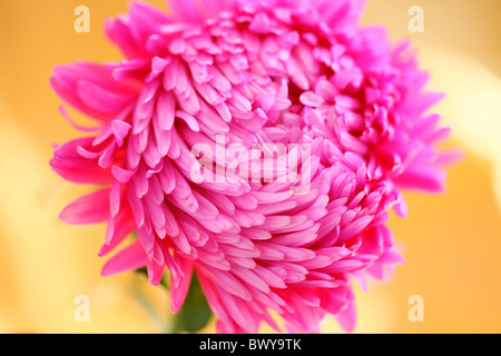 schön hell rosa Aster Jane Ann Butler Fotografie JABP868 Stockfoto