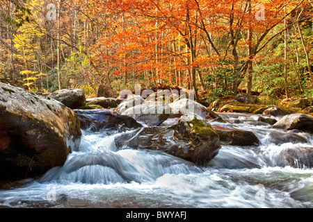 Herbst-Szene entlang der alten Straße von mittleren Stift Trail, Great Smoky Nationalpark, Tennessee Stockfoto