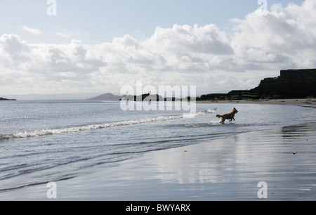 Hund läuft im Meer in Kirkcaldy Strand Fife. Stockfoto