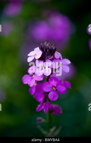 Erysimum Bowles Mauve - mehrjährige Mauerblümchen Blume Stockfoto