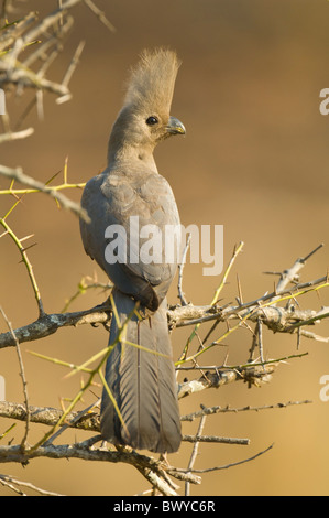 Graue Go-away Vogel Corythaixoides Concolor Krüger Nationalpark in Südafrika Stockfoto
