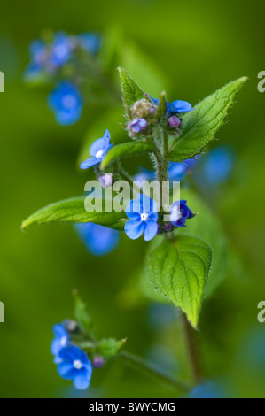 Kleine blaue Blumen der Brunnera Macrophylla - falsche Vergissmeinnicht oder sibirischen bugloss Stockfoto