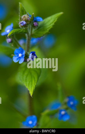 Kleine blaue Blumen der Brunnera Macrophylla - falsche Vergissmeinnicht oder sibirischen bugloss Stockfoto