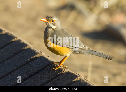 Kurrichane-Drossel (Turdus Libonyana), Krüger Nationalpark, Südafrika Stockfoto