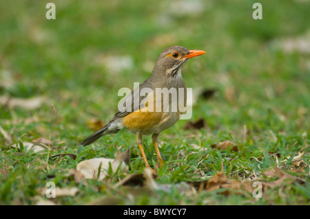 Kurrichane Soor Turdus Libonyana Krüger Nationalpark in Südafrika Stockfoto