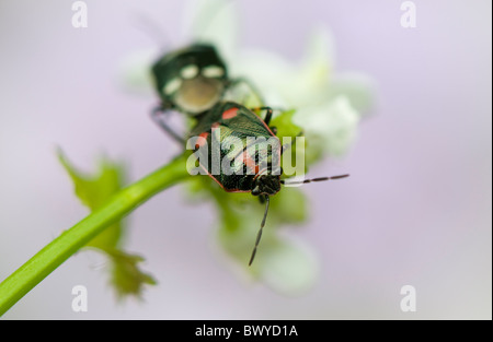 Eine Nahaufnahme der schwarzen Schild Bugs Paarung - Halyomorpha Halys Stockfoto