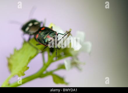 Eine Nahaufnahme der schwarzen Schild Bugs Paarung - Halyomorpha Halys Stockfoto