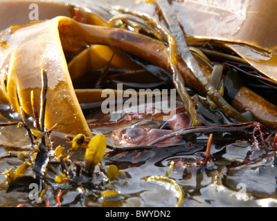 Essbare Krabbe, Cancer Pagurus unter Algen, Cornwall, UK Stockfoto