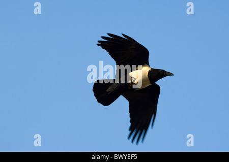 Pied Crow Corvus Albus Krüger Nationalpark in Südafrika Stockfoto