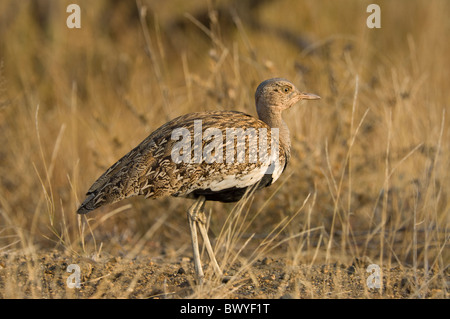 Crested rot Korhaan Lophotis Ruficrista Krüger Nationalpark in Südafrika Stockfoto