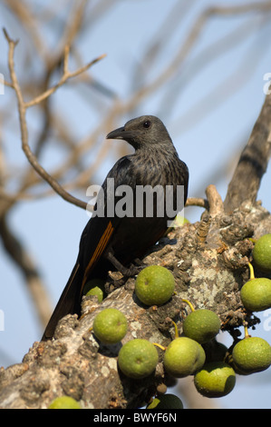 Red-Winged Starling Onychognathus Morio Krüger Nationalpark in Südafrika Stockfoto