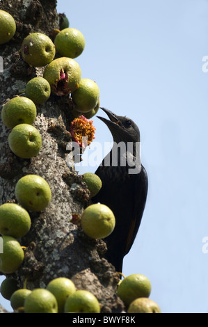 Red-Winged Starling Onychognathus Morio Krüger Nationalpark in Südafrika Stockfoto