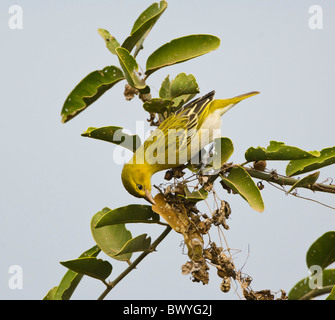 Dorf Weber Ploceus Cucullatus Krüger Nationalpark in Südafrika Stockfoto