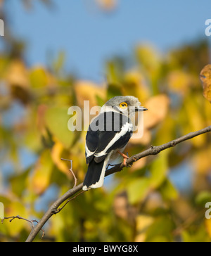 White-Crested Helm Shrike Prionops Plumatus Krüger Nationalpark in Südafrika Stockfoto