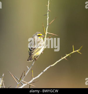 Gelb-Fronted Canary Crithagra Mozambica Krüger Nationalpark in Südafrika Stockfoto