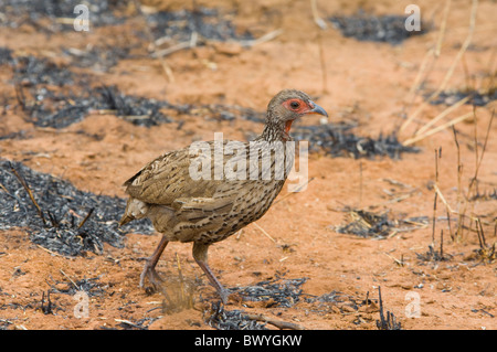 Die Swainson Spurfowl Pternistis Swainsonii Krüger Nationalpark in Südafrika Stockfoto