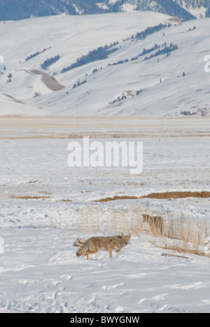 USA, Wyoming, Jackson Hole. Am National Elk Refuge im Winter. Paar Kojoten (wild: Canis Latrans). Stockfoto