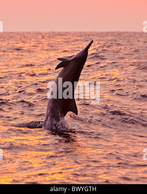 Hawaiian Spinner Delphin, Stenella Longirostris Longirostris, springen bei Sonnenuntergang aus Kona Coast, Big Island, Hawaii, USA, Pazifik Stockfoto
