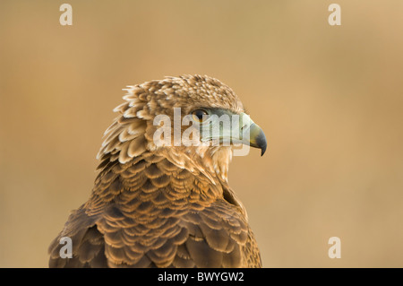 Bateleur Terathopius Ecaudatus Krüger Nationalpark in Südafrika Stockfoto