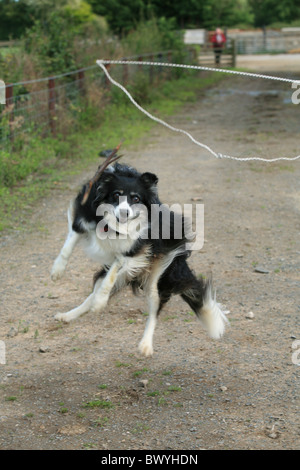 Schäferhund springen in die Luft, Peitsche zu fangen Stockfoto