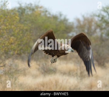 Bateleur Terathopius Ecaudatus Krüger Nationalpark in Südafrika Stockfoto