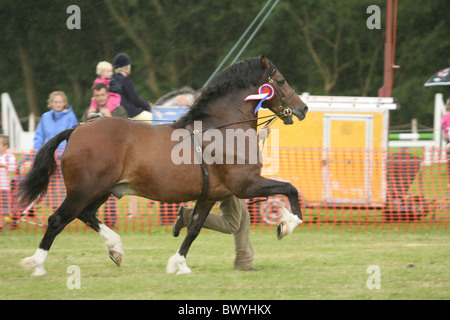 Abschnitt D Welsh Cob Champion bei Llanthony Show, Wales 2010 Stockfoto