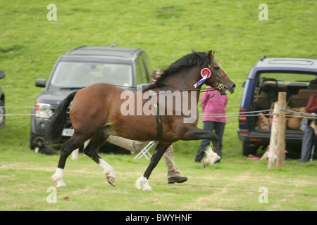 Abschnitt D Welsh Cob Champion bei Llanthony Show, Wales 2010 Stockfoto