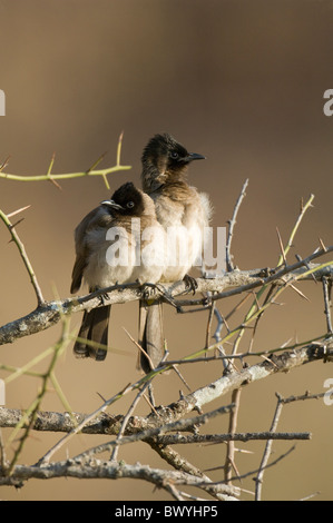 Dunkel-Capped Bulbul Pycnonotus Tricolor Krüger Nationalpark in Südafrika Stockfoto