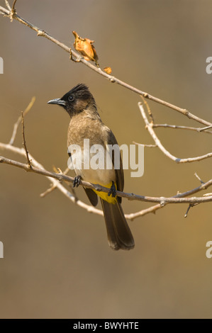 Dunkel-Capped Bulbul Pycnonotus Tricolor Krüger Nationalpark in Südafrika Stockfoto