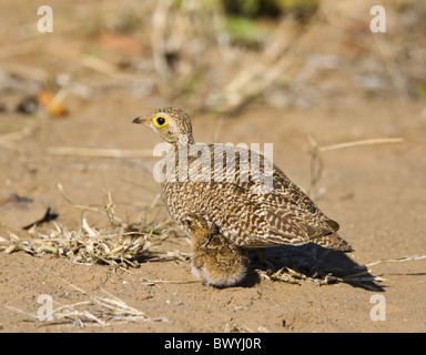 Doppel-Banded Sandgrouse Pterocles Bicinctus Krüger Nationalpark in Südafrika Stockfoto