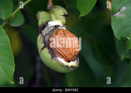 Walnuss auf einem Baum Stockfoto