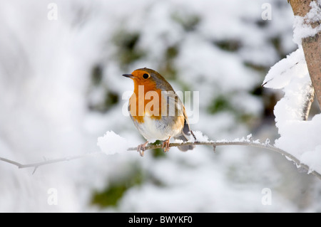 Robin im Schnee Stockfoto