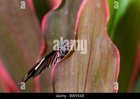 Schmetterling Heliconius Doris aus Napo Fluss in Ecuadors Amazonas-Becken Stockfoto