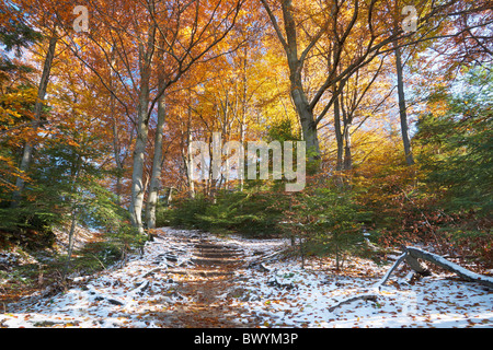 Pieniny-Gebirge - Weg nach Trzy Korony Peak, Polen Stockfoto