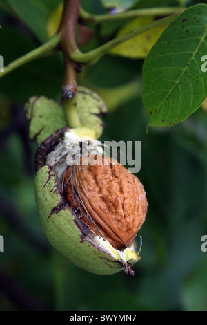 Walnuss auf einem Baum Stockfoto